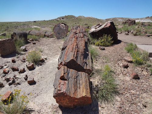 Petrified wood at Petrified Forest Giant Logs Trail